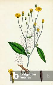 Attēlu rezultāti vaicājumam “Lapsana communis”