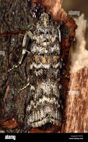 Attēlu rezultāti vaicājumam “Dioryctria abietella”