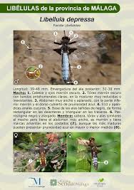 Attēlu rezultāti vaicājumam “Libellula depressa”