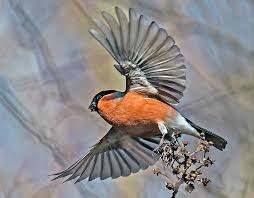 Attēlu rezultāti vaicājumam “Pyrrhula pyrrhula”