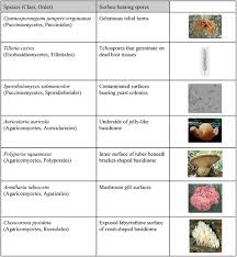 Attēlu rezultāti vaicājumam “Dianema depressum spores”
