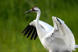 Attēlu rezultāti vaicājumam “Grus grus adult”