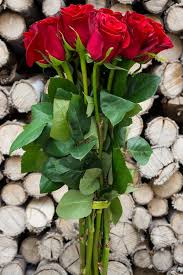 Image result for Red Rose Cc
