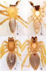 Attēlu rezultāti vaicājumam “Cheiracanthium sp. male”