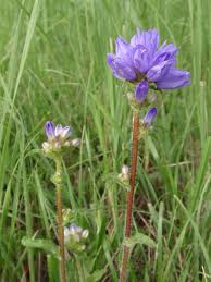 Attēlu rezultāti vaicājumam “Campanula cervicaria flower”