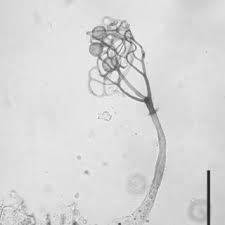 Attēlu rezultāti vaicājumam “Amaurochaete sp.”