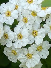 Attēlu rezultāti vaicājumam “Spiraea chamaedryfolia”