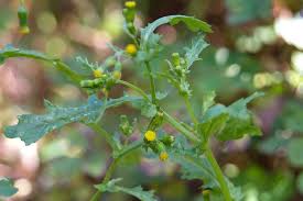 Attēlu rezultāti vaicājumam “Senecio vulgaris flower”