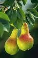 Pear - Wikipedia, the free encyclopedia
