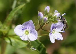 Attēlu rezultāti vaicājumam “Veronica anagallis-aquatica flower”