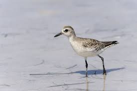 Image result for Calidris pusilla