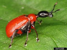 Attēlu rezultāti vaicājumam “Apoderus coryli”