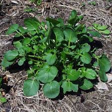 Attēlu rezultāti vaicājumam “Barbarea vulgaris subsp. arcuata”