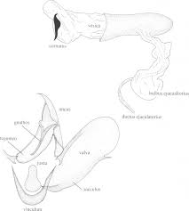 Attēlu rezultāti vaicājumam “Retinia resinella exuvia”
