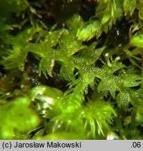 Attēlu rezultāti vaicājumam “Lepidozia reptans”