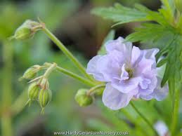Attēlu rezultāti vaicājumam “Geranium pratense bud”