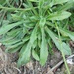 Attēlu rezultāti vaicājumam “Jasione montana leaf”