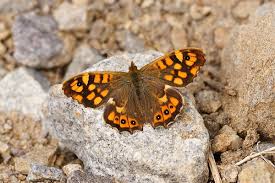 Attēlu rezultāti vaicājumam “Pararge aegeria”