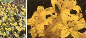 Attēlu rezultāti vaicājumam “Liliaceae”