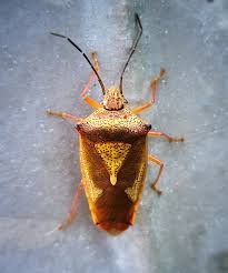 Attēlu rezultāti vaicājumam “Carpocoris purpureipennis”