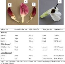 Attēlu rezultāti vaicājumam “Vicia faba flower”