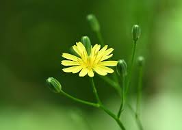 Attēlu rezultāti vaicājumam “Lapsana communis flower”