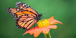 Image result for monarch butterfly