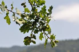 Attēlu rezultāti vaicājumam “Quercus robur”