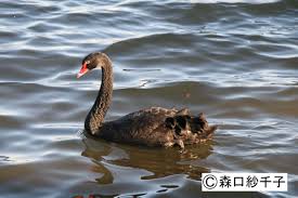 Attēlu rezultāti vaicājumam “Cygnus atratus”