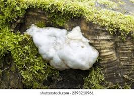 Attēlu rezultāti vaicājumam “Enteridium liceoides spores”