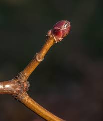 Attēlu rezultāti vaicājumam “Acer platanoides bud”