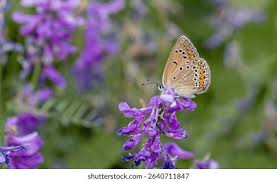 Attēlu rezultāti vaicājumam “Agrodiaetus amandus female”
