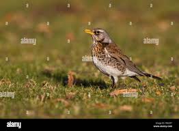 Attēlu rezultāti vaicājumam “Turdus pilaris adult”