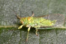 Attēlu rezultāti vaicājumam “Psylla alni”