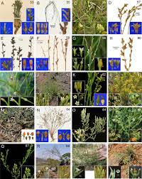 Attēlu rezultāti vaicājumam “Thesium ebracteatum leaf”