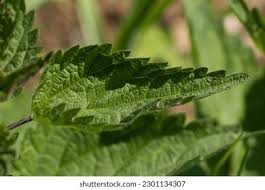 Attēlu rezultāti vaicājumam “Urtica urens leaf”