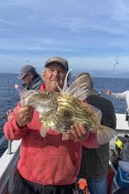 Image result for Ilfracombe Orcas Octopush Club