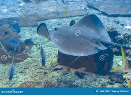 Image result for Bathytoshia brevicaudata