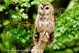 Attēlu rezultāti vaicājumam “Strix aluco female”