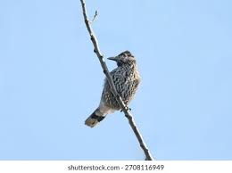 Attēlu rezultāti vaicājumam “Nucifraga caryocatactes adult”