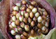 Attēlu rezultāti vaicājumam “Comarum palustre fruit”