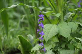 Attēlu rezultāti vaicājumam “Consolida regalis bud”