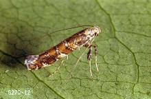 Attēlu rezultāti vaicājumam “Gracillaria syringella larva”