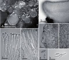 Attēlu rezultāti vaicājumam “Athelia pyriformis”