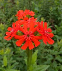 Attēlu rezultāti vaicājumam “Silene chalcedonica flower”