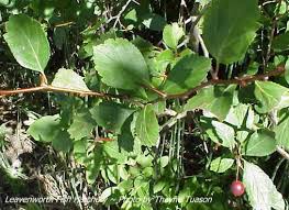 Attēlu rezultāti vaicājumam “Crataegus douglasii”