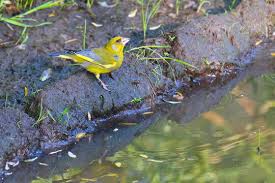 Attēlu rezultāti vaicājumam “Tricholoma flavovirens”