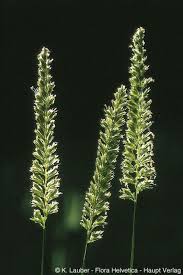 Attēlu rezultāti vaicājumam “Cynosurus cristatus”