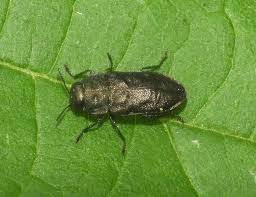 Attēlu rezultāti vaicājumam “Anthaxia quadripunctata”