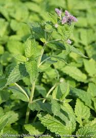 Attēlu rezultāti vaicājumam “Melissa officinalis”